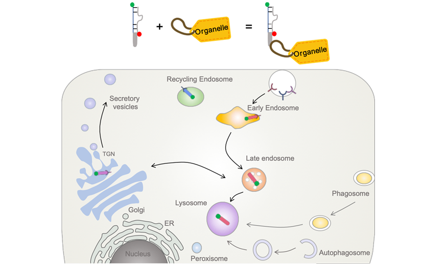 cell-specific and organelle-specific targeting